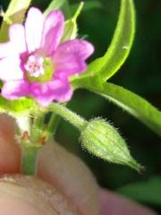 Geranium dissectum
