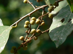 Bridelia retusa