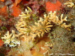 Frondipora verrucosa