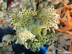 Frondipora verrucosa