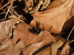 Bombus terrestris