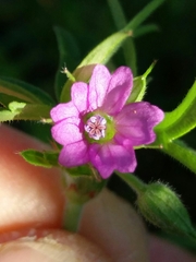 Geranium dissectum