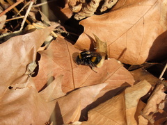 Bombus terrestris