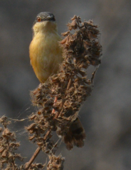 Prinia socialis