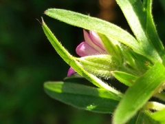 Geranium dissectum