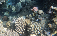 Pycnochromis dimidiatus