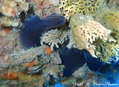 Phallusia fumigata