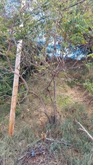 Cedrela odorata