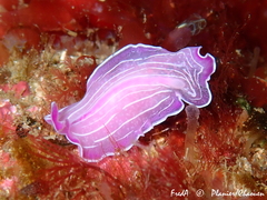 Prostheceraeus roseus
