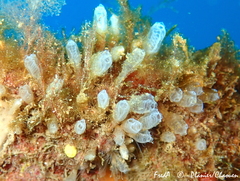 Pycnoclavella atlantica