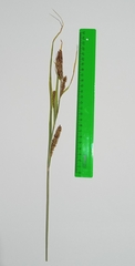 Carex riparia