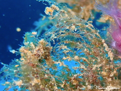 Savignyella lafontii