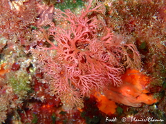 Sphaerococcus coronopifolius