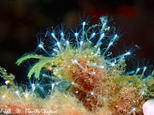 Representative image of Stylactis