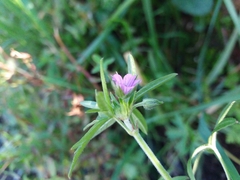 Geranium dissectum