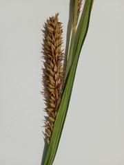 Carex riparia