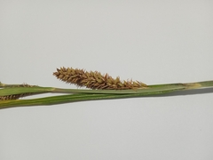 Carex riparia
