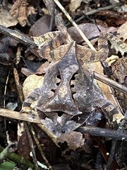 Proceratophrys laticeps