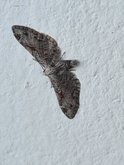 Eupithecia ravocostaliata