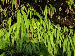 Phegopteris decursive-pinnata