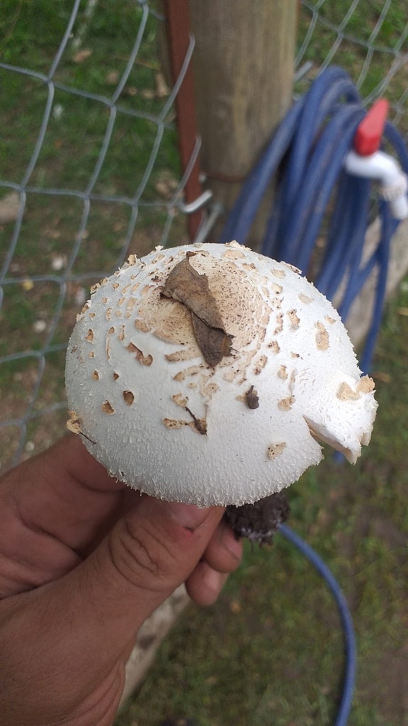 Chlorophyllum hortense · April 2022 · photo: © tutitah (iNaturalist, cc0)