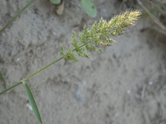 Polypogon fugax