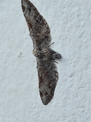 Eupithecia ravocostaliata