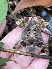 Proceratophrys laticeps