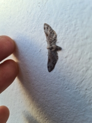 Eupithecia ravocostaliata