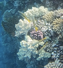 Lutjanus ehrenbergii