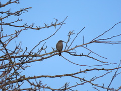 Prunella modularis occidentalis