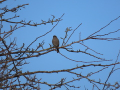 Prunella modularis occidentalis