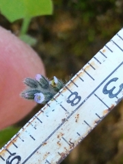 Myosotis discolor