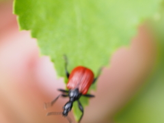 Apoderus coryli