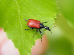 Apoderus coryli
