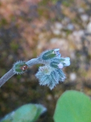Myosotis discolor