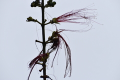 Calliandra houstoniana
