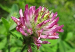 Trifolium medium