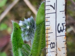 Myosotis discolor