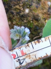 Myosotis discolor
