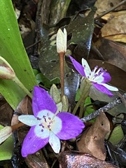 Dichorisandra acaulis