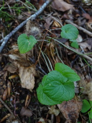 Viola riviniana