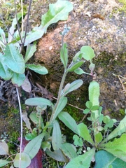 Myosotis discolor