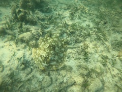 Urobatis jamaicensis