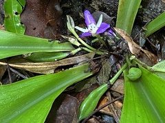 Dichorisandra acaulis