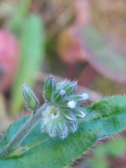 Myosotis discolor