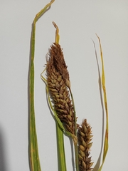 Carex riparia