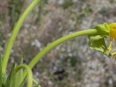 Oenothera stucchii
