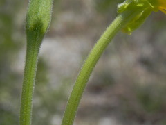Oenothera stucchii