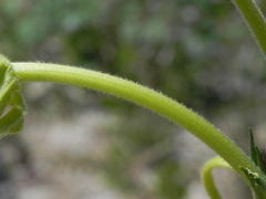 Oenothera stucchii